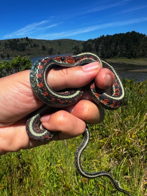 California Red-sided Garter Snake